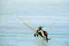 AH-64 Photo