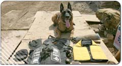 Military Working Dogs