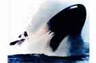SSN 713 Photo